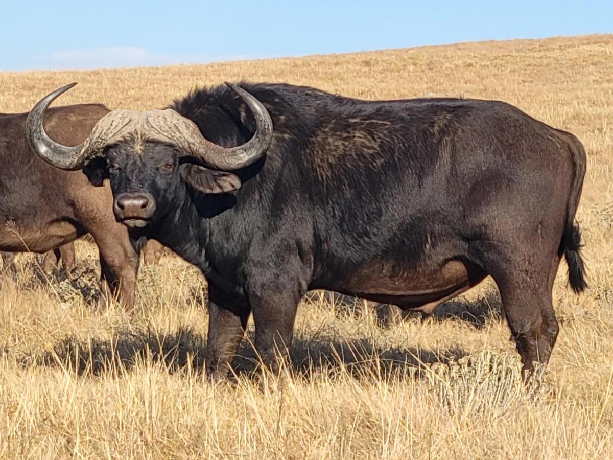 Buffalo Hills Private Game Reserve Harrismith Buitenkant foto