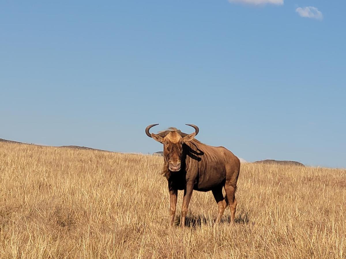 Buffalo Hills Private Game Reserve Harrismith Buitenkant foto