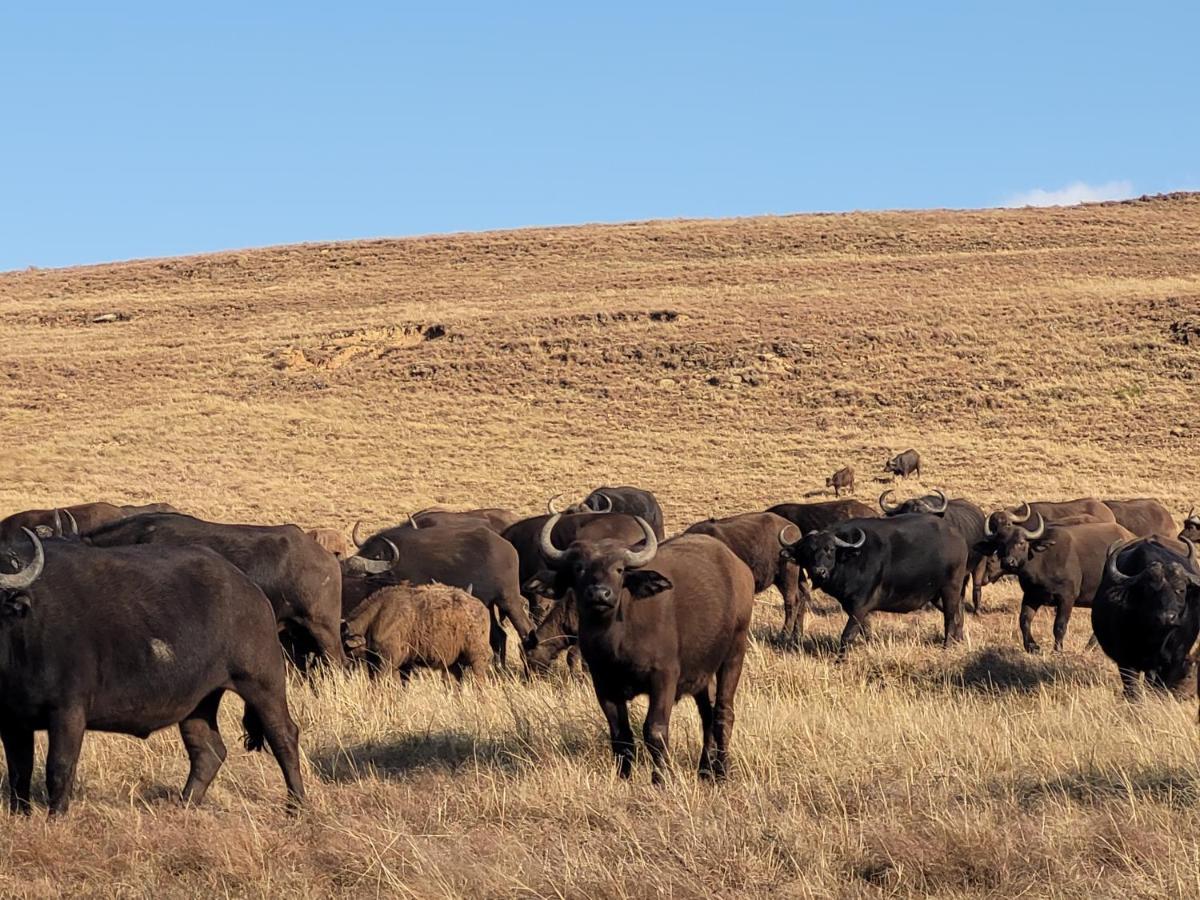 Buffalo Hills Private Game Reserve Harrismith Buitenkant foto